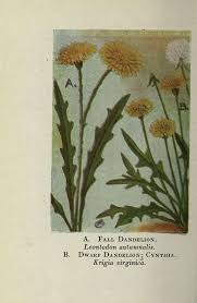 Attēlu rezultāti vaicājumam “Leontodon autumnalis  leaf”