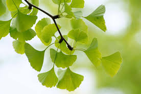 Attēlu rezultāti vaicājumam “Ginkgo biloba”