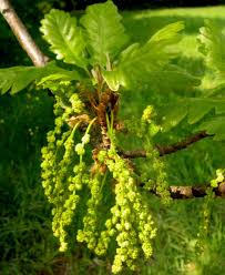 Attēlu rezultāti vaicājumam “Quercus robur female flower”