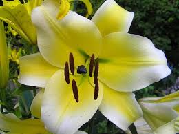 Image result for Lilie