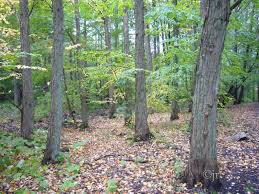 Attēlu rezultāti vaicājumam “Pterocarya fraxinifolia male flower”