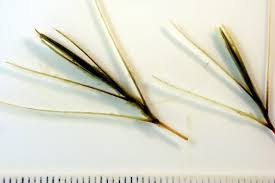 Attēlu rezultāti vaicājumam “Potamogeton compressus”