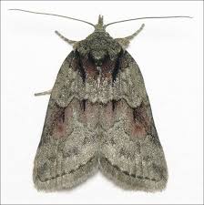 Attēlu rezultāti vaicājumam “Nycteola degenerana”