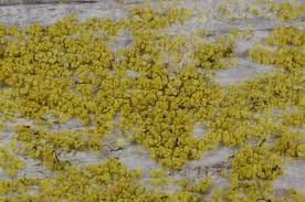 Attēlu rezultāti vaicājumam “Chaenotheca chrysocephala”