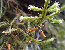 Attēlu rezultāti vaicājumam “Antitrichia curtipendula sporophyte”