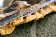 Attēlu rezultāti vaicājumam “Antrodia malicola”