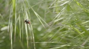 Attēlu rezultāti vaicājumam “Cantharis rustica”