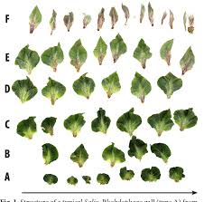 Attēlu rezultāti vaicājumam “Rhabdophaga rosaria”