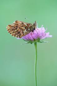 Attēlu rezultāti vaicājumam “Boloria titania underside”