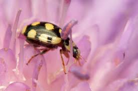Attēlu rezultāti vaicājumam “Coccinula quatuordecimpustulata”