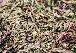 Attēlu rezultāti vaicājumam “Callicladium haldanianum”