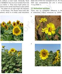 Image result for Helianthus annuus