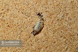 Attēlu rezultāti vaicājumam “Talitrus saltator”