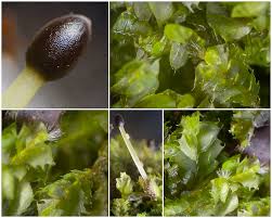 Attēlu rezultāti vaicājumam “Lophocolea bidentata”