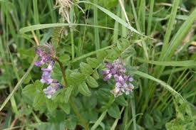 Attēlu rezultāti vaicājumam “Vicia sepium flower”
