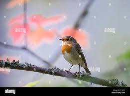 Attēlu rezultāti vaicājumam “Erithacus rubecula adult”