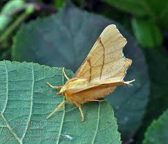 Attēlu rezultāti vaicājumam “Ennomos erosaria”