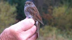 Attēlu rezultāti vaicājumam “Prunella modularis”