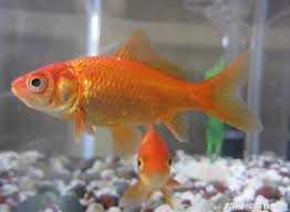 Image result for 金魚