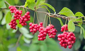 Attēlu rezultāti vaicājumam “Schisandra chinensis”