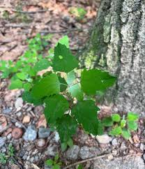 Attēlu rezultāti vaicājumam “Chenopodium album leaf”
