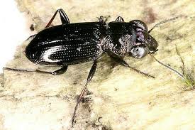 Attēlu rezultāti vaicājumam “Notiophilus palustris”