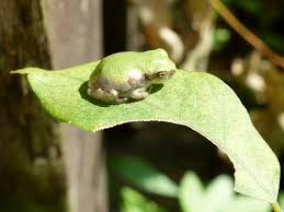 Attēlu rezultāti vaicājumam “Trichia alpina young”