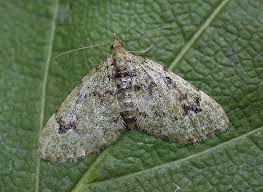 Attēlu rezultāti vaicājumam “Chloroclystis v-ata”