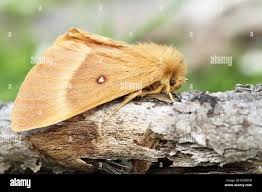 Attēlu rezultāti vaicājumam “Lasiocampa trifolii male”