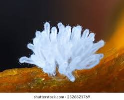 Attēlu rezultāti vaicājumam “Ceratiomyxa fruticulosa macro”