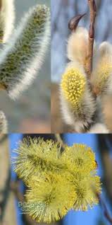 Attēlu rezultāti vaicājumam “Salix caprea male flower”