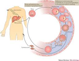 Attēlu rezultāti vaicājumam “Enteridium variabile plasmodium”