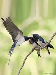 Attēlu rezultāti vaicājumam “Hirundo rustica nest”
