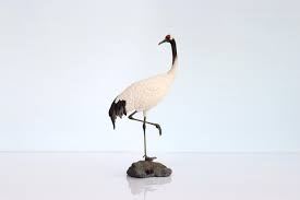 Attēlu rezultāti vaicājumam “Grus grus adult”