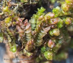 Attēlu rezultāti vaicājumam “Lophozia longidens”