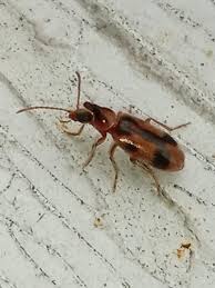 Attēlu rezultāti vaicājumam “Notoxus monoceros”