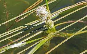 Attēlu rezultāti vaicājumam “Typhaceae”