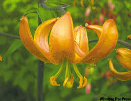 Image result for Lilium martagon `Manitoba Fox`