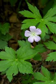 Attēlu rezultāti vaicājumam “Geranium bohemicum leaf”