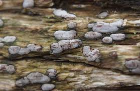 Attēlu rezultāti vaicājumam “Propolis farinosa”