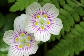 Attēlu rezultāti vaicājumam “Oxalidaceae”