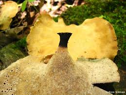 Attēlu rezultāti vaicājumam “Polyporus varius”