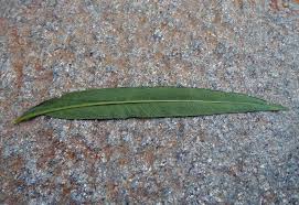 Attēlu rezultāti vaicājumam “Epilobium angustifolium leaf”