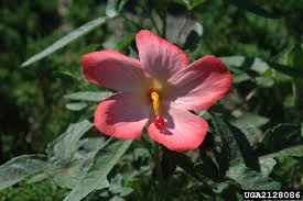 Image result for Abelmoschus moschatus