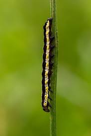 Attēlu rezultāti vaicājumam “Cucullia lucifuga larva”
