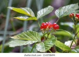 Attēlu rezultāti vaicājumam “Rubus saxatilis fruit”