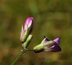 Attēlu rezultāti vaicājumam “Lathyrus palustris bud”