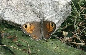 Attēlu rezultāti vaicājumam “Lasiommata maera”