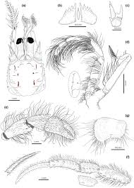 Attēlu rezultāti vaicājumam “Diderma crustaceum macro”