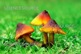 Attēlu rezultāti vaicājumam “Hygrocybe sp.”